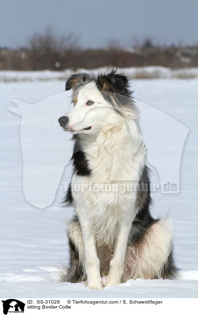 sitzender Border Collie / sitting Border Collie / SS-31029