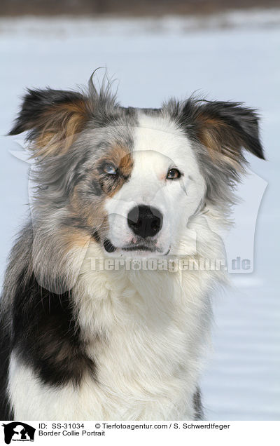 Border Collie Portrait / Border Collie Portrait / SS-31034