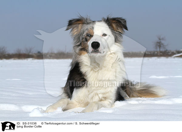 liegender Border Collie / lying Border Collie / SS-31036
