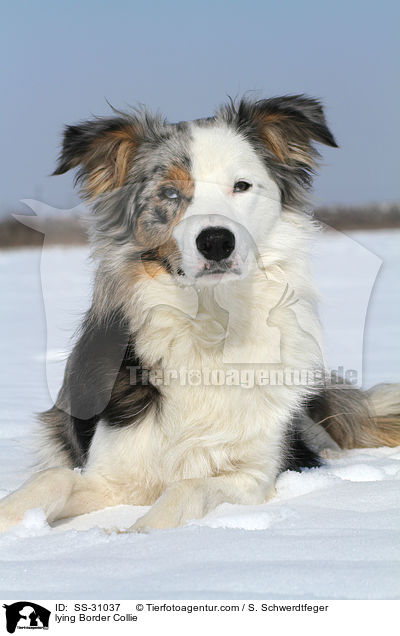 liegender Border Collie / lying Border Collie / SS-31037