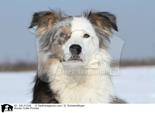 Border Collie Portrait / Border Collie Portrait / SS-31038