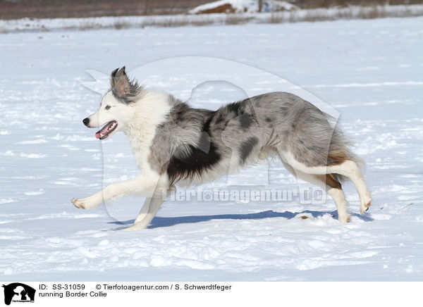 rennender Border Collie / running Border Collie / SS-31059