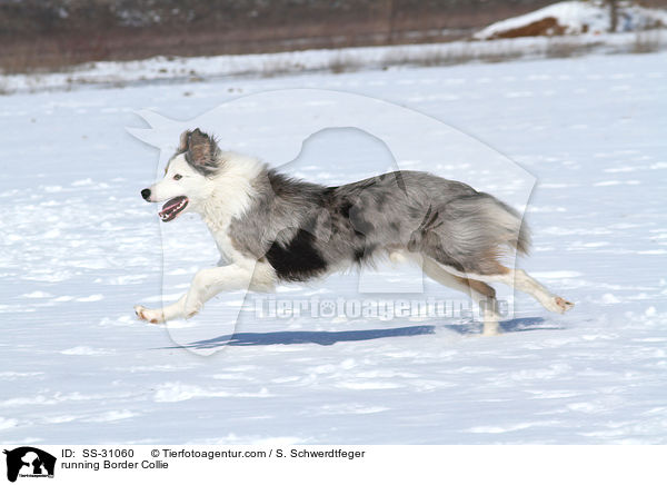 rennender Border Collie / running Border Collie / SS-31060