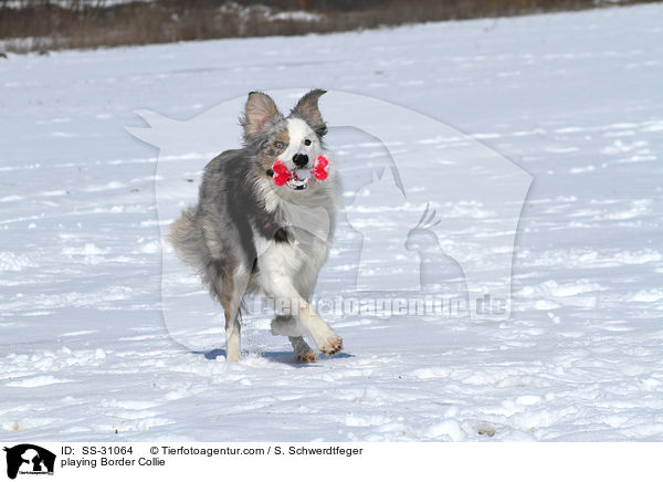 spielender Border Collie / playing Border Collie / SS-31064