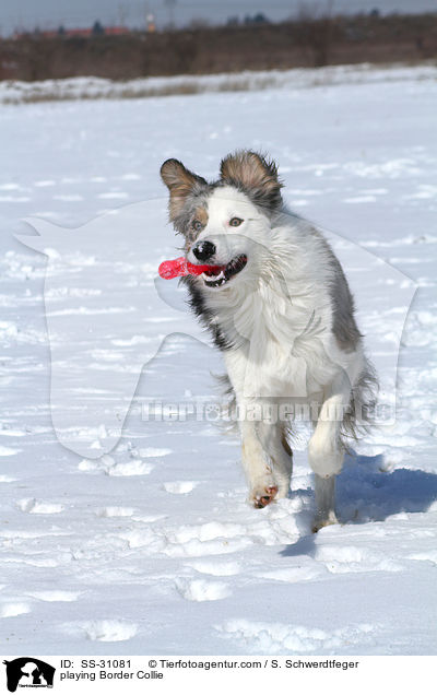 spielender Border Collie / playing Border Collie / SS-31081