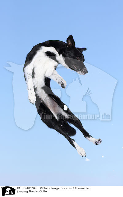 springender Border Collie / jumping Border Collie / IF-10134