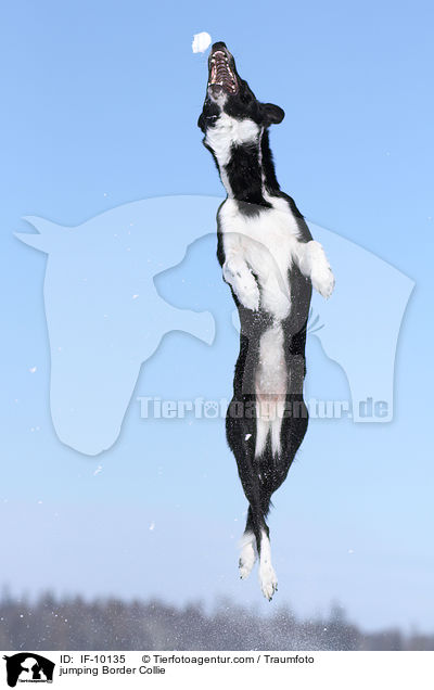 springender Border Collie / jumping Border Collie / IF-10135