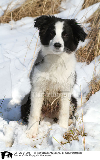 Border Collie Welpe im Schnee / Border Collie Puppy in the snow / SS-31991