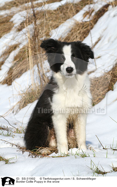 Border Collie Welpe im Schnee / Border Collie Puppy in the snow / SS-31992