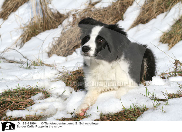 Border Collie Welpe im Schnee / Border Collie Puppy in the snow / SS-31994