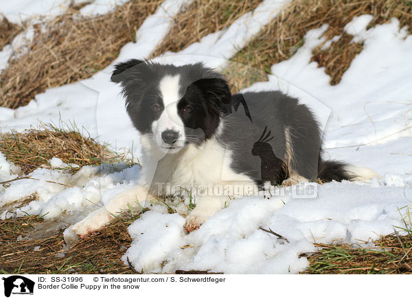 Border Collie Welpe im Schnee / Border Collie Puppy in the snow / SS-31996