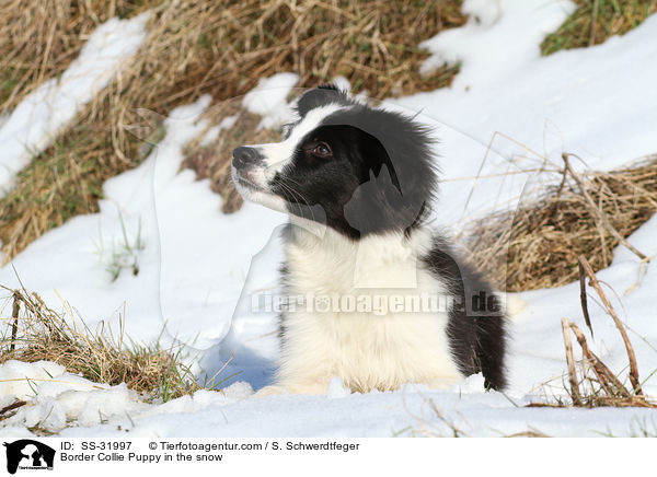 Border Collie Welpe im Schnee / Border Collie Puppy in the snow / SS-31997