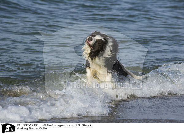 shaking Border Collie / SST-12191