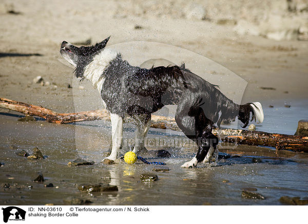 shaking Border Collie / NN-03610