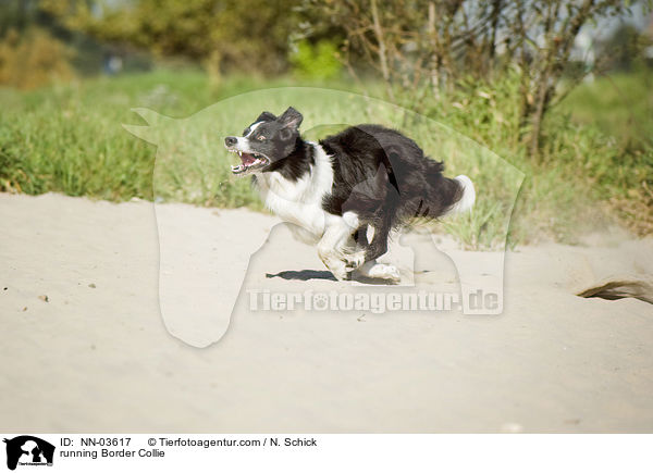 running Border Collie / NN-03617