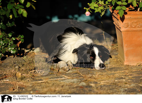 lying Border Collie / YJ-06322