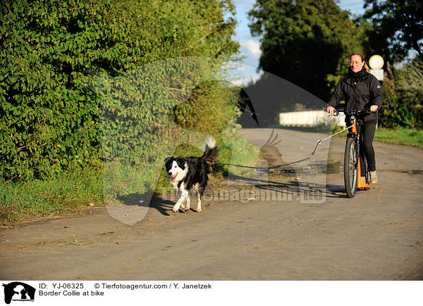 Border Collie at bike / YJ-06325