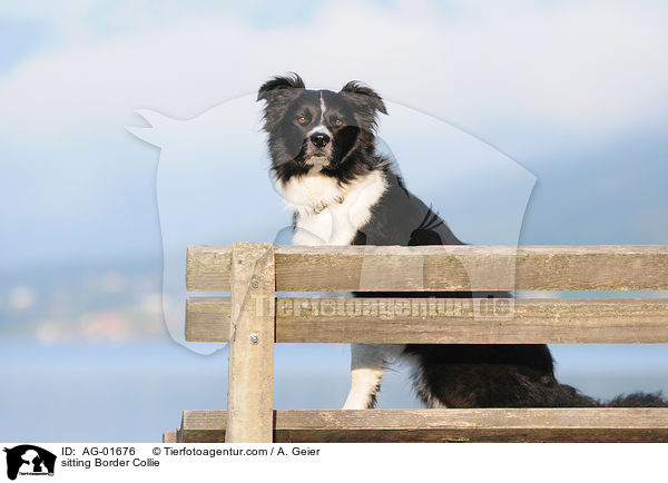 sitting Border Collie / AG-01676