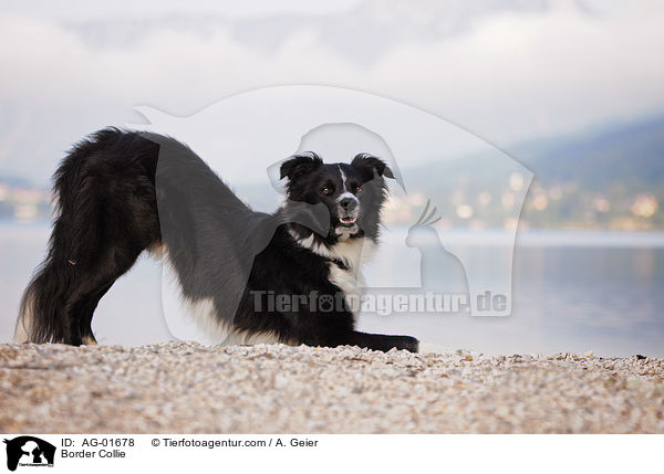 Border Collie / AG-01678