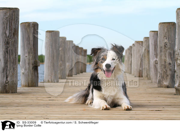liegender Border Collie / lying Border Collie / SS-33009