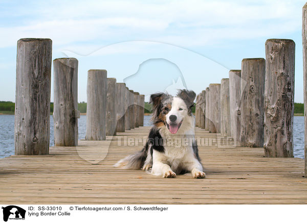 liegender Border Collie / lying Border Collie / SS-33010