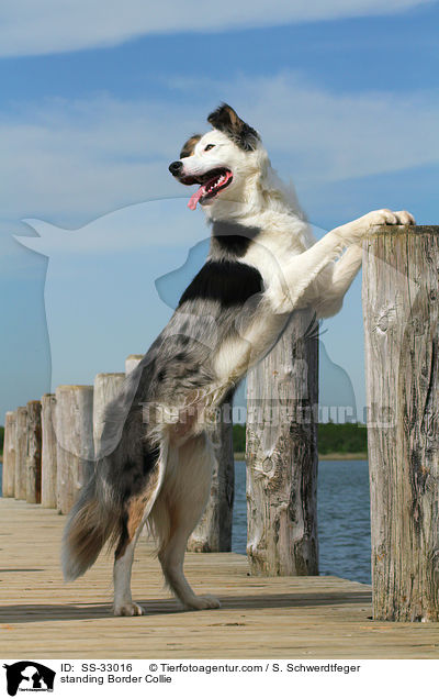 stehender Border Collie / standing Border Collie / SS-33016