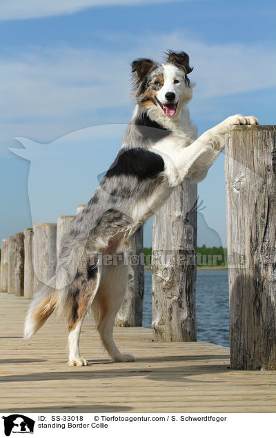 stehender Border Collie / standing Border Collie / SS-33018