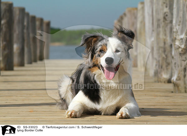 liegender Border Collie / lying Border Collie / SS-33023