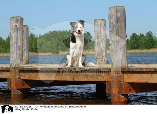 sitzender Border Collie / sitting Border Collie / SS-33028