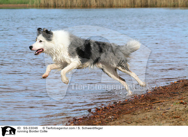 rennender Border Collie / running Border Collie / SS-33046