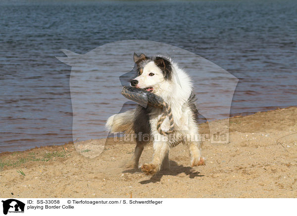 playing Border Collie / SS-33058
