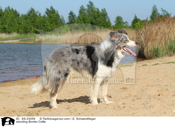 standing Border Collie / SS-33059