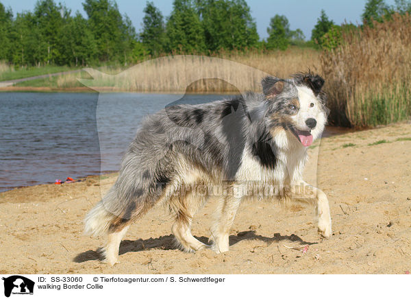 walking Border Collie / SS-33060