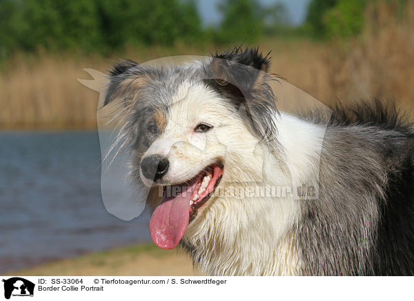 Border Collie Portrait / SS-33064