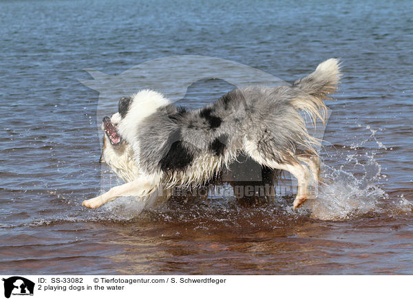 2 playing dogs in the water / SS-33082
