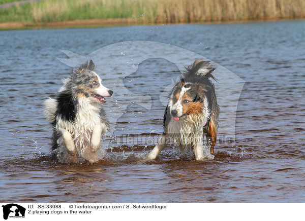 2 playing dogs in the water / SS-33088