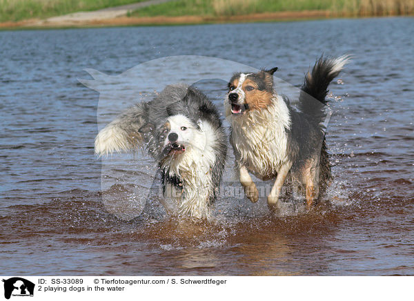 2 playing dogs in the water / SS-33089