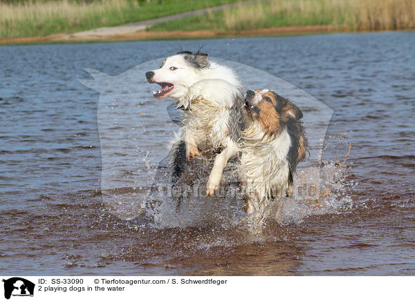 2 playing dogs in the water / SS-33090