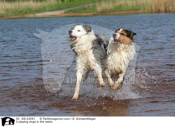 2 im Wasser spielende Hunde / 2 playing dogs in the water / SS-33091