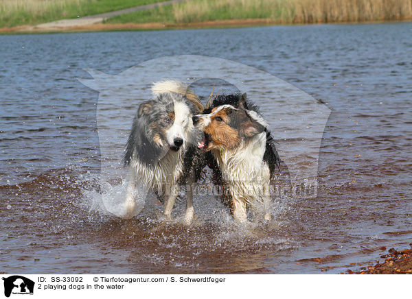 2 im Wasser spielende Hunde / 2 playing dogs in the water / SS-33092