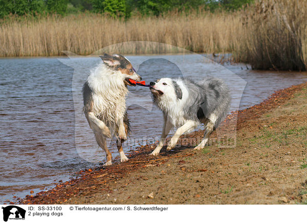 2 playing dogs / SS-33100
