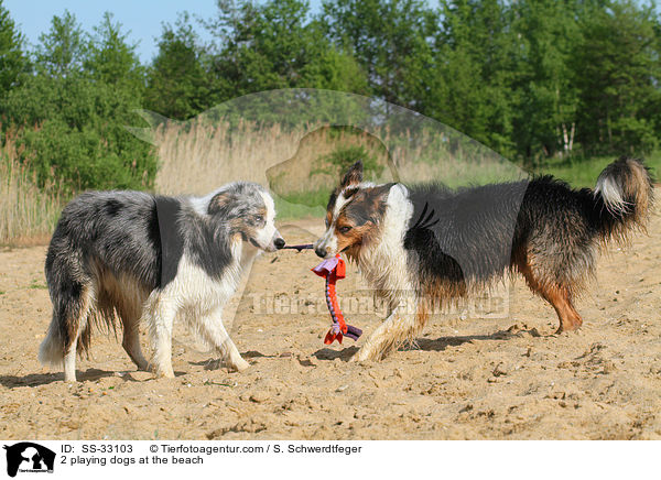 2 playing dogs at the beach / SS-33103