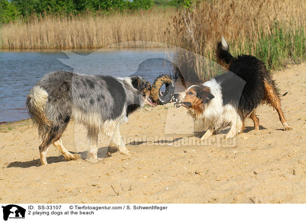 2 spielende Hunde am Strand / 2 playing dogs at the beach / SS-33107