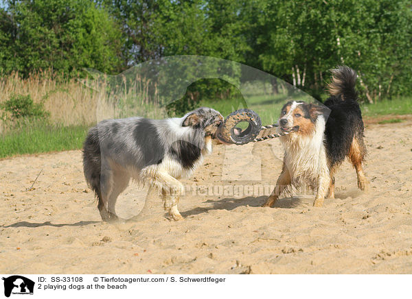 2 playing dogs at the beach / SS-33108
