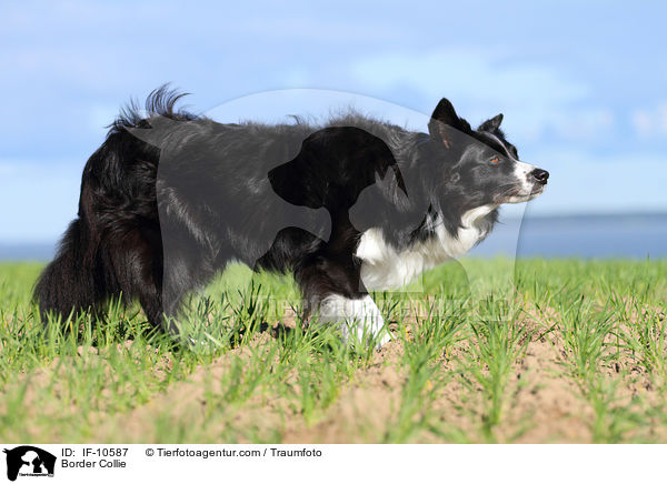 Border Collie / Border Collie / IF-10587