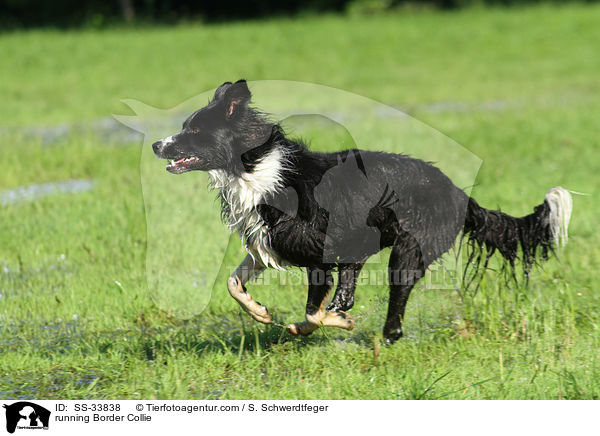 running Border Collie / SS-33838