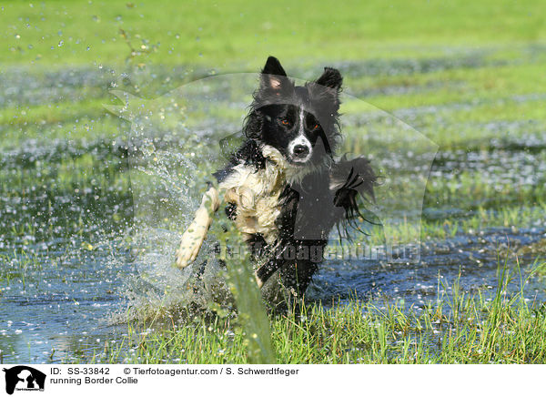 running Border Collie / SS-33842