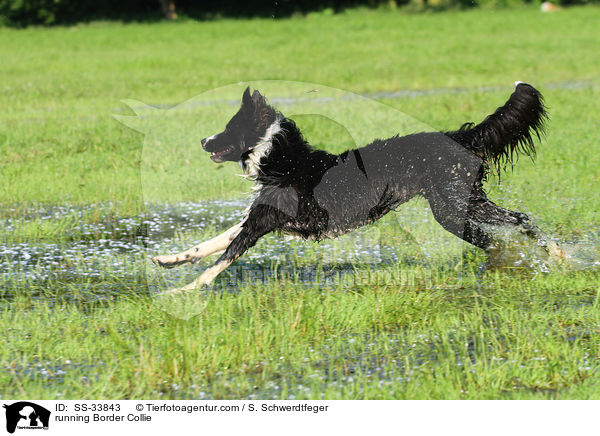 running Border Collie / SS-33843