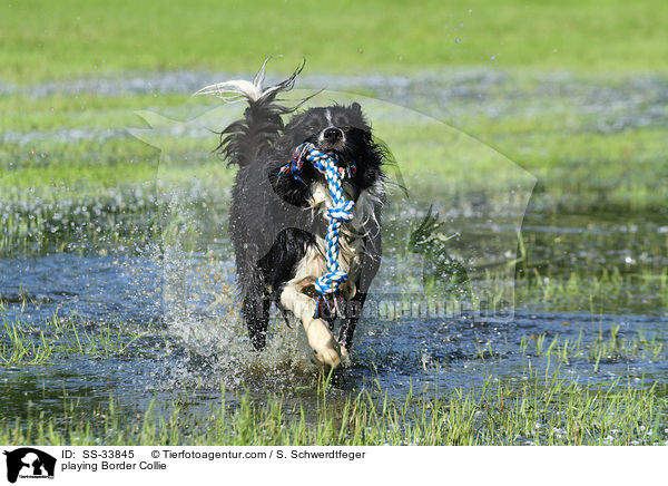 playing Border Collie / SS-33845