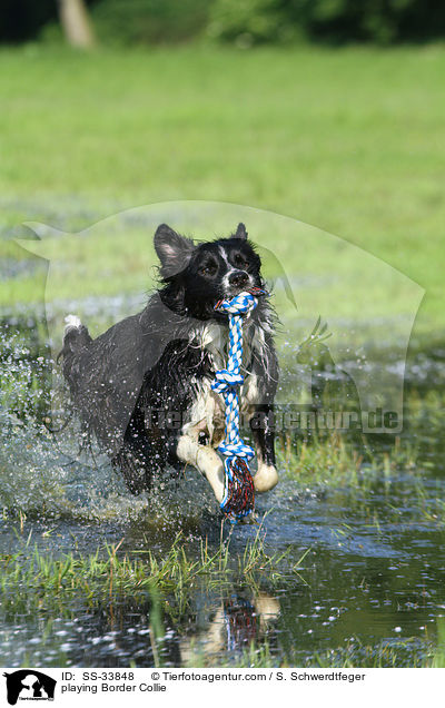 playing Border Collie / SS-33848